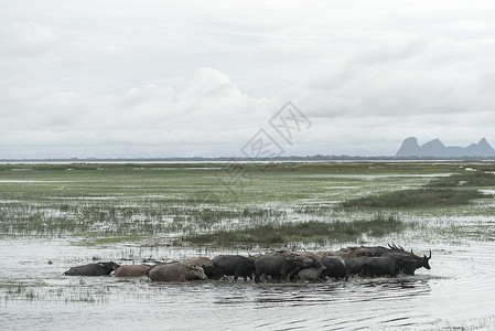 泰国水湖里的水牛图片