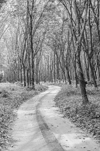森林的路黑白的图片