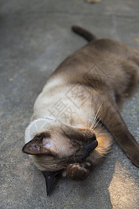 蓝眼睛的猫图片