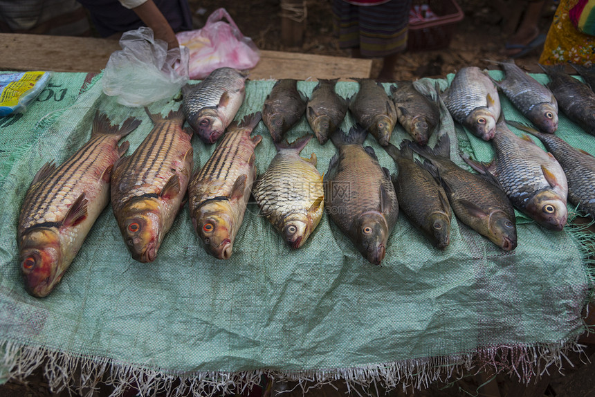 老挝市场上的新鲜鱼图片