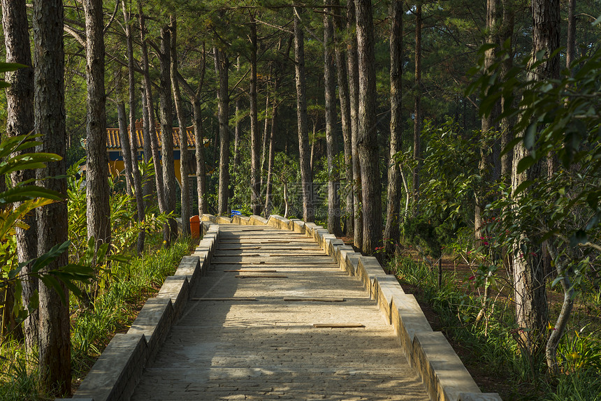 美丽的自然景观达拉特农村,个著名的地方越南旅行,街道奇妙的松林,阳光松树惊人的景象天,印象丛林图片