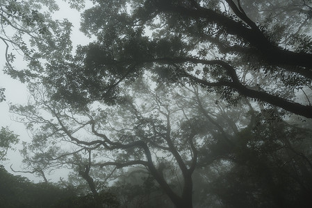 台湾自然小径台湾台北阳明山公园雾雨秋背景图片