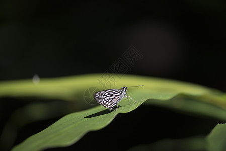 热带森林中的昆虫背景图片