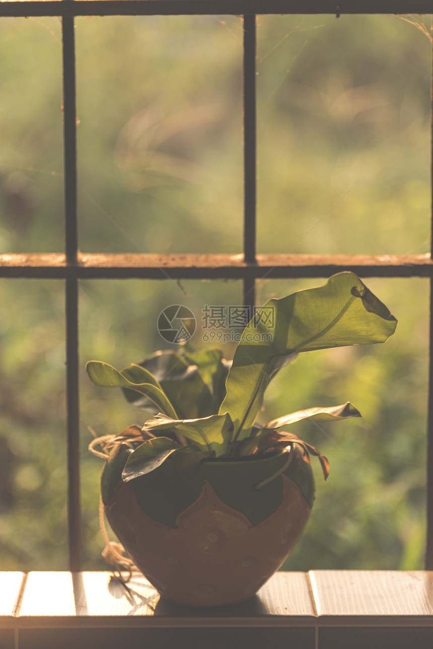 阳光的观赏植物盆栽图片