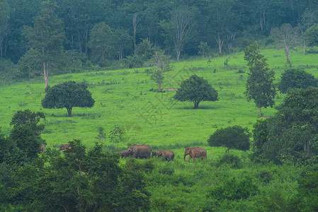 泰国奎布里公园热带森林中的亚洲野生大象图片