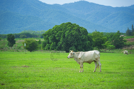 农场景观中的牛图片