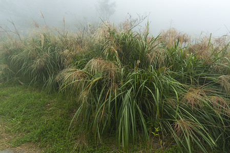 台湾自然小径台湾台北阳明山公园雾雨秋背景图片