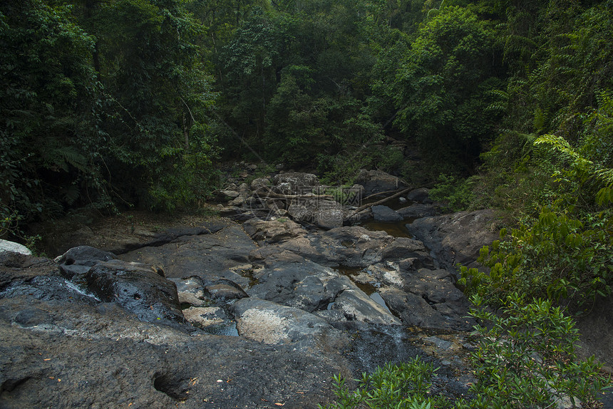 泰国热带森林景观图片