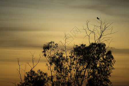 鹰鸟与日落,泰国图片
