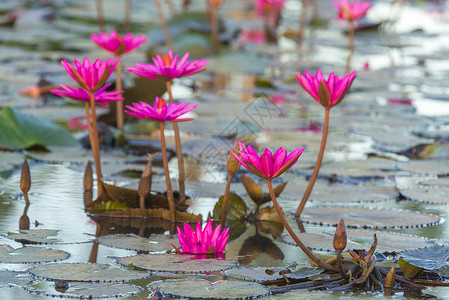 泰国纳康纳约克的莲花湖高清图片