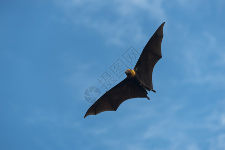 热带蝙蝠巨大的蝙蝠飞行背景