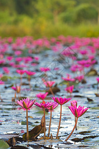 泰国纳康纳约克的莲花湖图片
