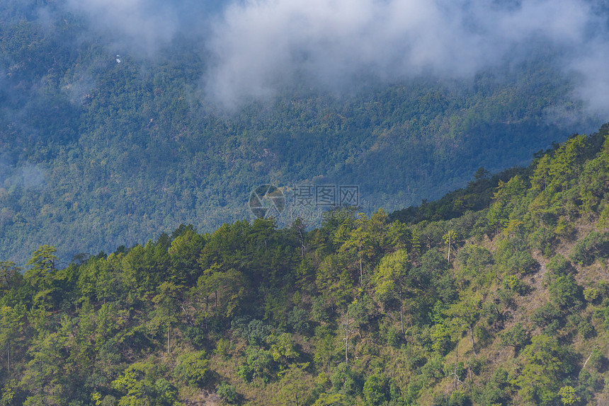 热带树木的天然森林,阳光透过雾创造了的热带树木的天然森林图片