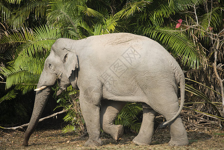 泰国北海公园野生大象图片
