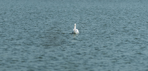 水湖上的白鸟图片