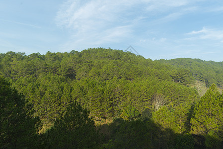 鸟瞰松林背景图片
