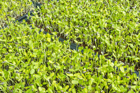 土壤中生长的绿色幼苗的特写图片