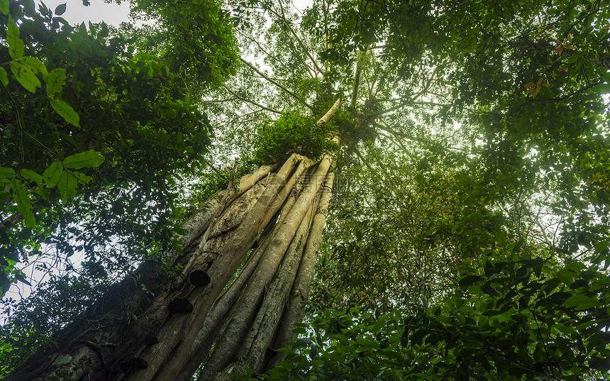 热带森林自然景观图片