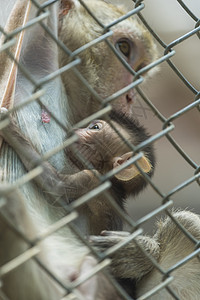铁栅栏后的猴子母子图片