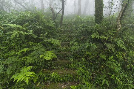 台湾的森林图片