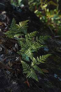 热带植物深林,自然阳光图片