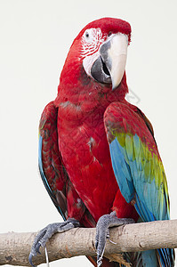 假释美丽的红色宠物鹦鹉鹦鹉背景