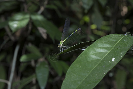 热带森林中的绿色蜻蜓图片