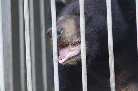 黑熊看着笼子后的栏杆图片