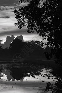 泰国稻田的黑白图片