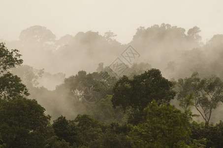 热带雨林,泰国Khaoyai公园图片