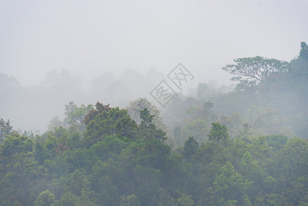泰国北海公园热带森林景观背景图片