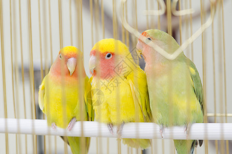 笼子里的鸟宠物鹦鹉高清图片