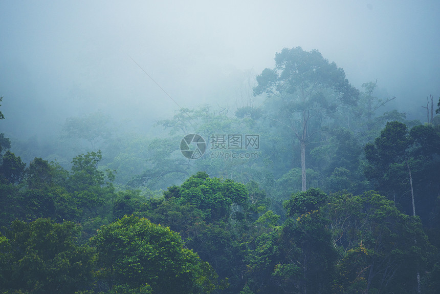 热带树木的天然森林,阳光透过雾创造了的森林山坡低洼图片