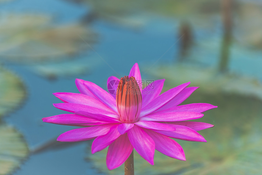 粉红色莲花,图像过滤复古图片