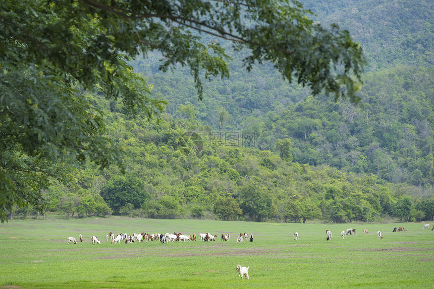 牧场景观图片