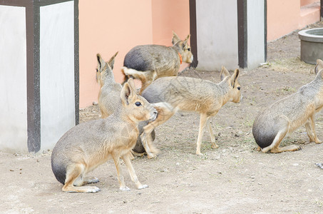 巴塔哥尼亚马拉多利科蒂斯帕塔戈南野兔高清图片