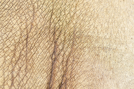犀牛皮革皮肤纹理背景图片