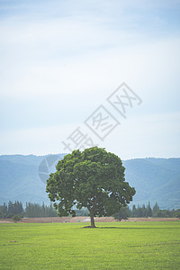 早春焕新橡树新叶生长早春独自站田野里背景