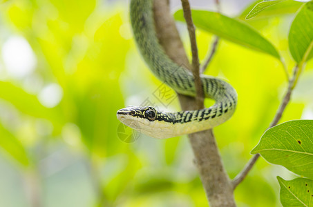 泰国热带森林树上绿色曼巴蛇的特写高清图片
