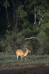 芒蒂亚库斯北海公园里的吠鹿背景