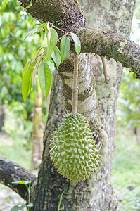 新鲜榴莲其热带果园的树上,泰国图片