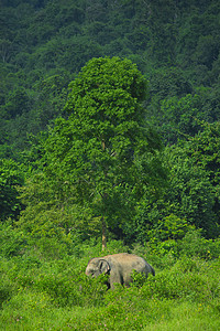 泰国热带森林深处的野生亚洲大象图片