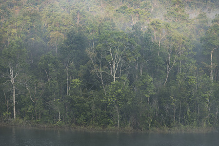 热带森林的自然景观图片