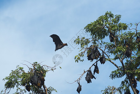 热带蝙蝠巨大的黑色蝙蝠背景