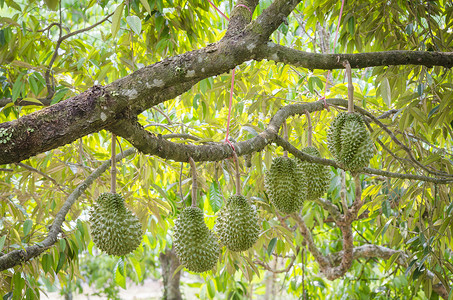 绿色榴莲新鲜榴莲其热带果园的树上,背景