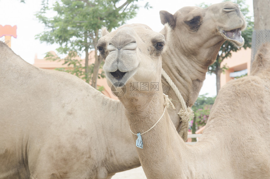 阿联酋迪拜沙漠骆驼农场图片