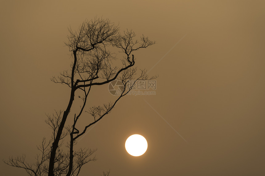 孤独的树日落图片