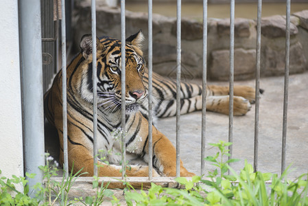 动物园笼子里的孟加拉虎图片