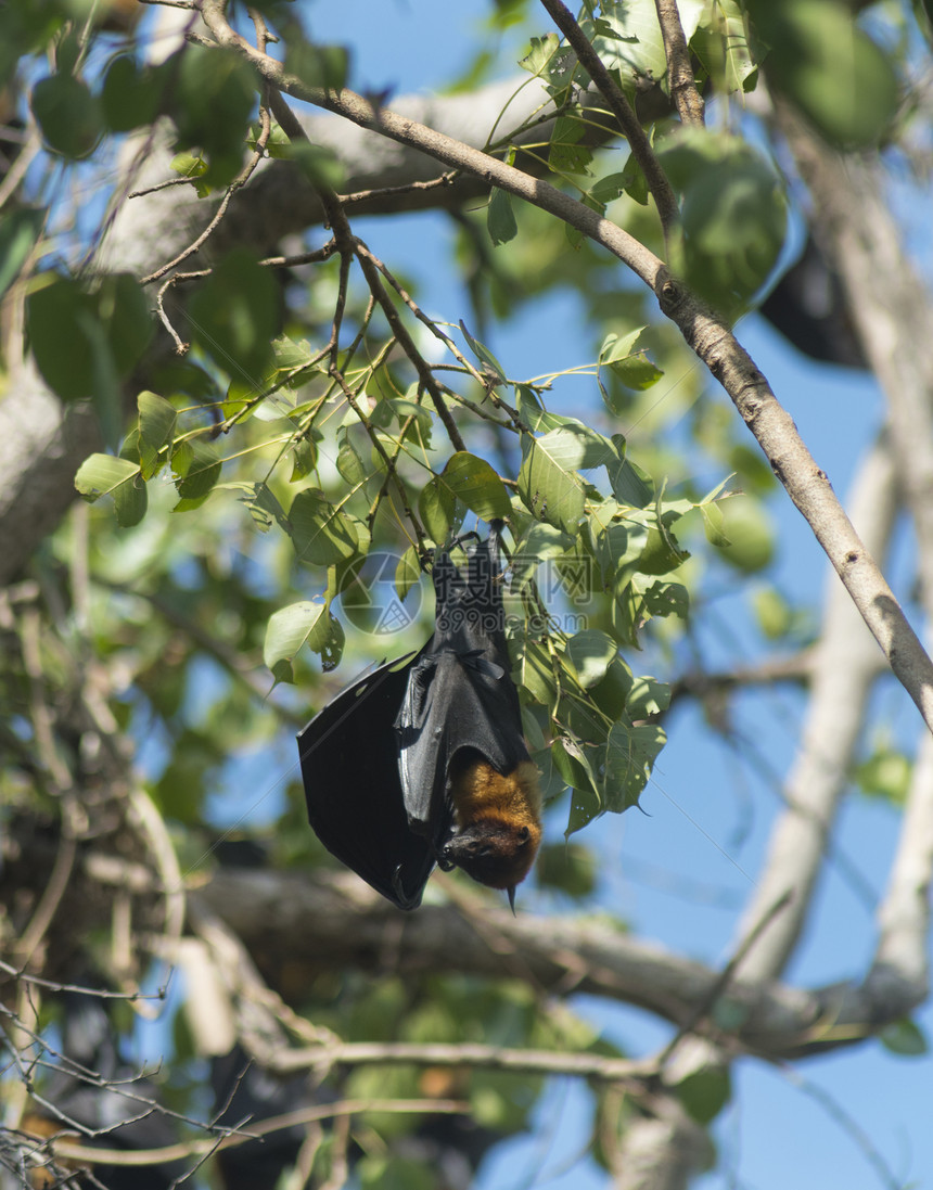 蝙蝠树上图片