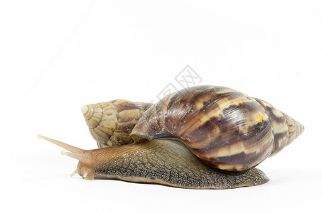 巨大的非洲蜗牛白色上分离高清图片